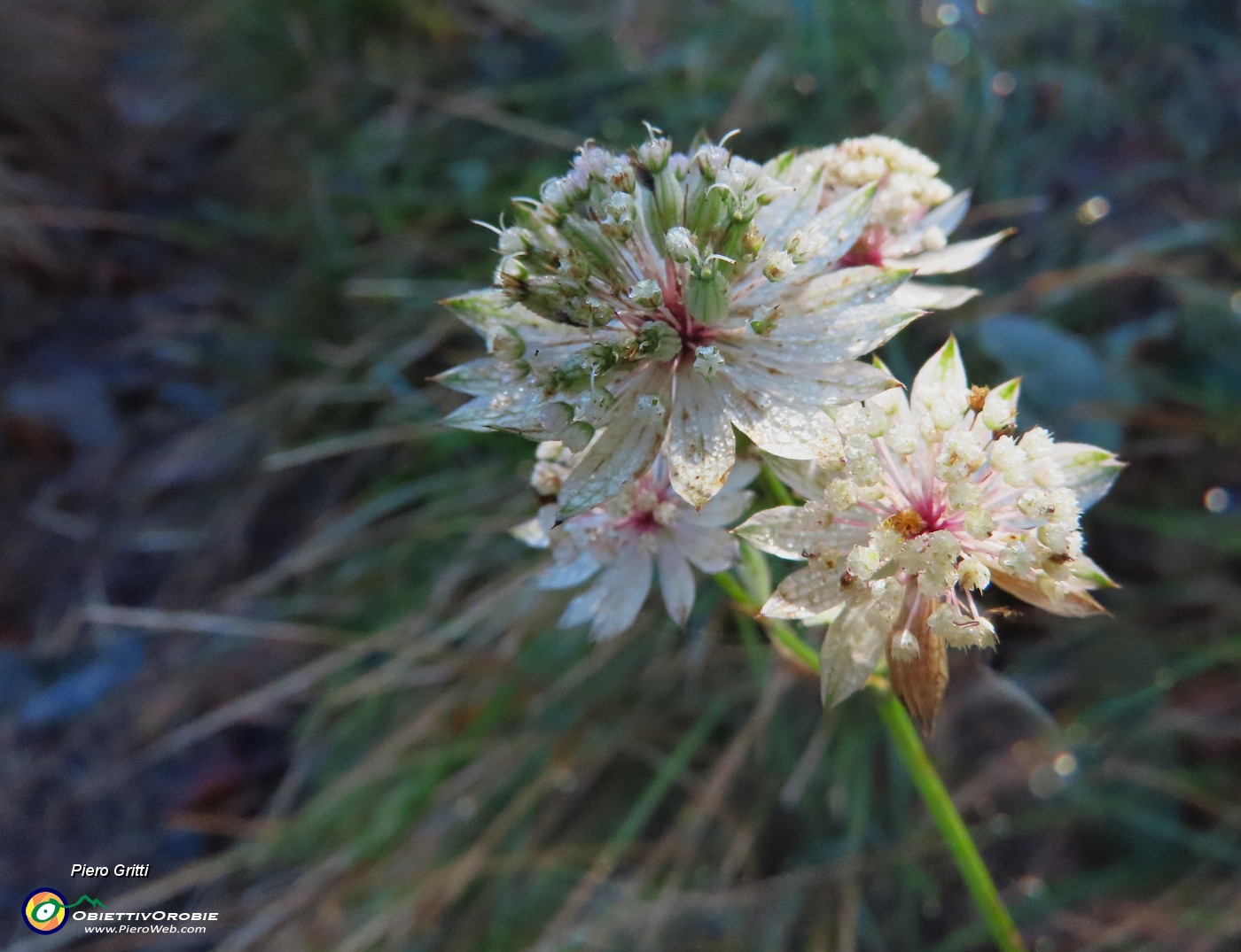 18 Astrantia major-Aastranzia maggiore.JPG